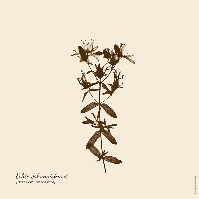 ckirchhain_herbarium11